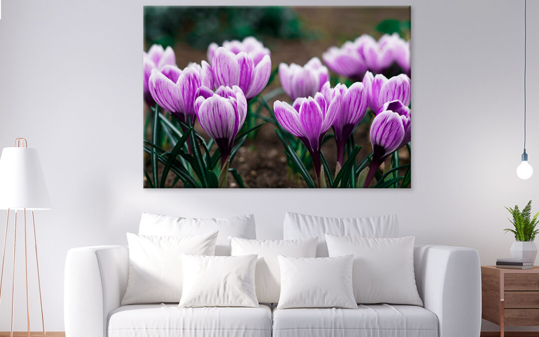 Purple Crocus Flowers In Spring Wall Art Print 100% Australian Made