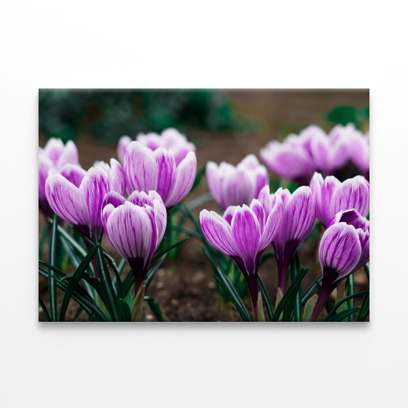Purple Crocus Flowers In Spring Wall Art Print 100% Australian Made - Image 2