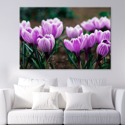 Purple Crocus Flowers In Spring Wall Art Print 100% Australian Made