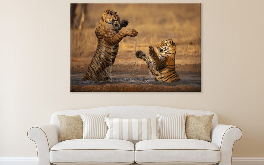 Tiger Walking During Golden Light Wall Art Print 100% Australian Made