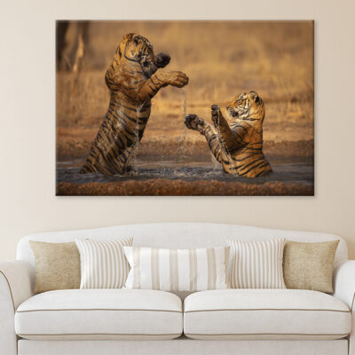 Tiger Walking During Golden Light Wall Art Print 100% Australian Made