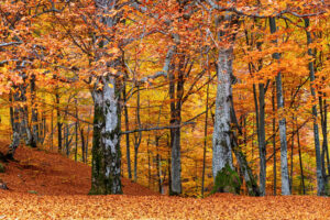 Golden Leaves & Rustic Vibes: Trending Autumn Wall Art for 2025 - Wall Art Clearance - Australia