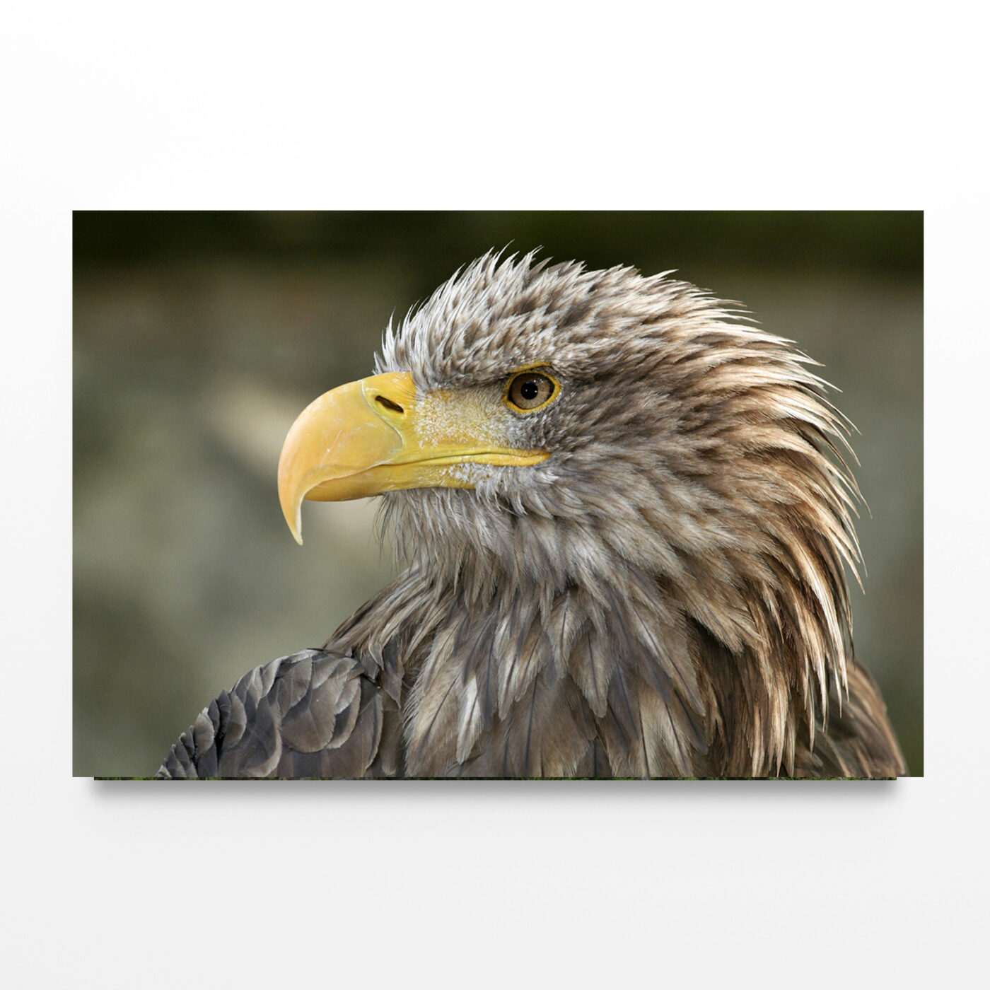 White-Tailed Eagle Close-Up Portrait Wall Art Print 100% Australian Made - Image 2