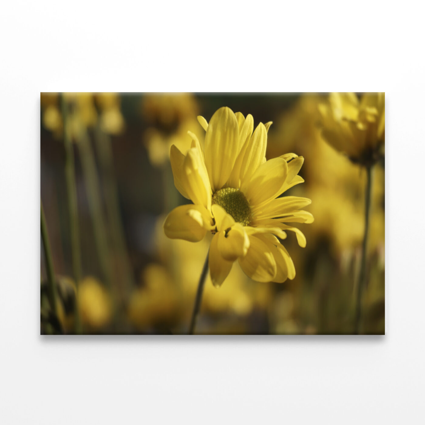 Golden Hues Of Yellow Flowers  Wall Art Print 100% Australian Made - Image 2