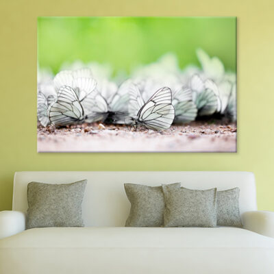 Butterfly High Resolution Unique Wall Art Print 100% Australian Made