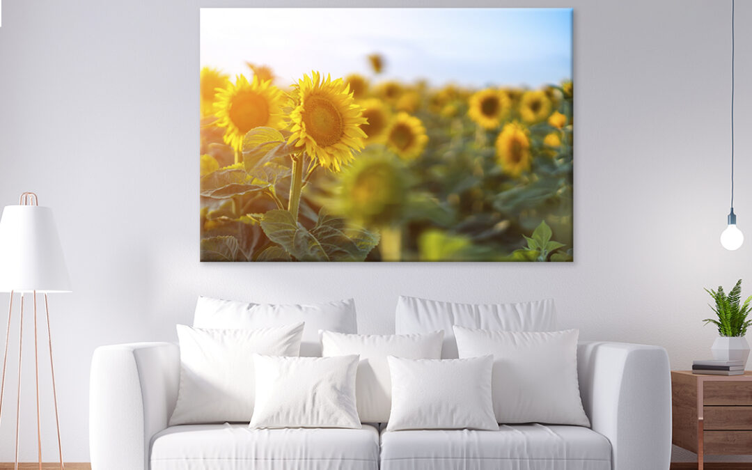 Field Of Sunflowers Against The Sky  Wall Art Print 100% Australian Made