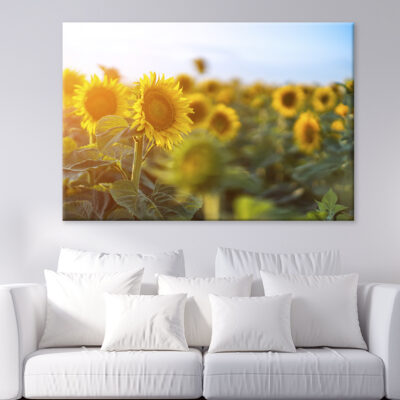 Field Of Sunflowers Against The Sky  Wall Art Print 100% Australian Made