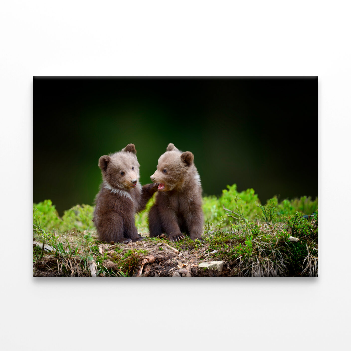 Two Brown Bear Cubs in Forest Wall Art Print 100% Australian Made - Image 3