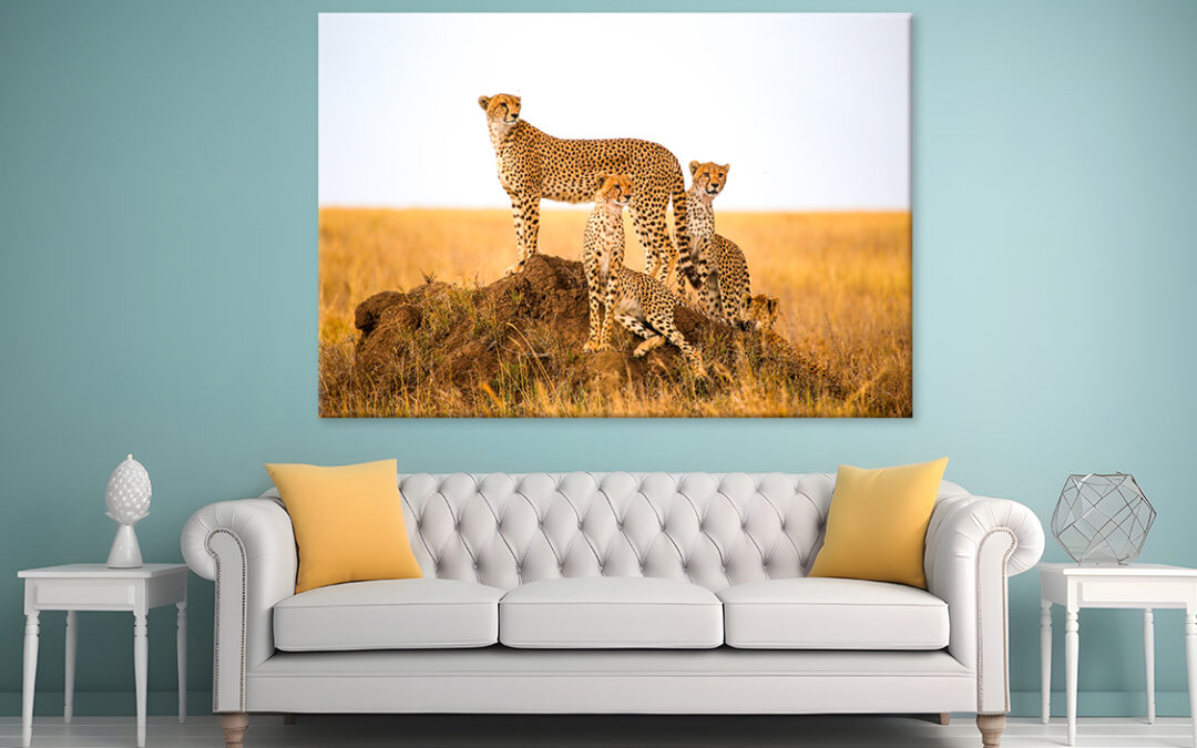 Cheetahs Watching Prey Park Tanzania Wall Art Print 100% Australian Made