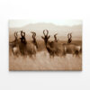 Monochrome Portrait of Hartebeest Wall Art Print 100% Australian Made - Image 3