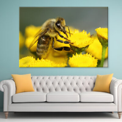 Bee on yellow Flower Wall Art Print 100% Australian Made