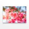 Cherry Blossom on Doi Angkhang, Thailand Wall Art Print 100% Australian Made - Image 2