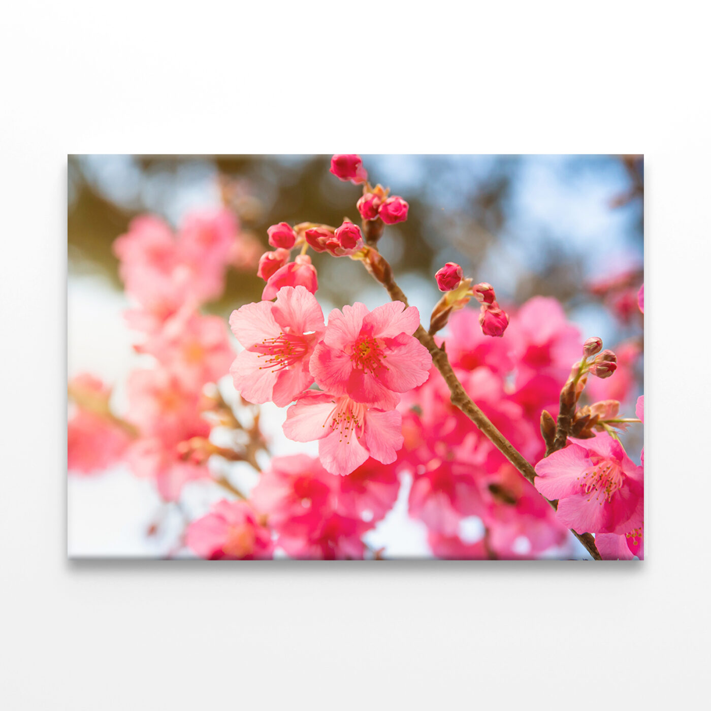 Cherry Blossom on Doi Angkhang, Thailand Wall Art Print 100% Australian Made - Image 2