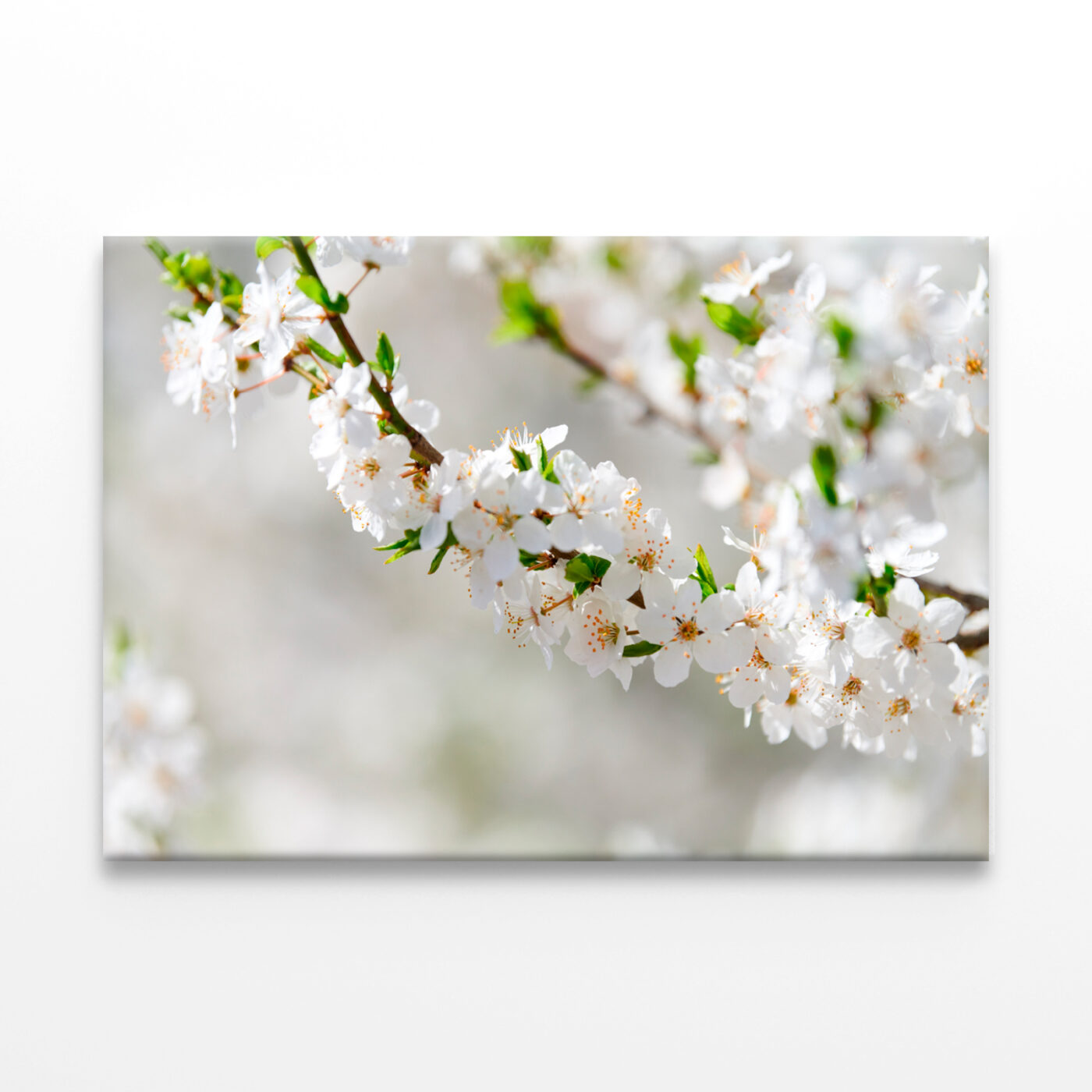 Elegant White Plum Blossom Wall Art Print 100% Australian Made - Image 2