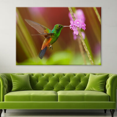 Caribbean Hummingbird Feeding Wall Art Print 100% Australian Made