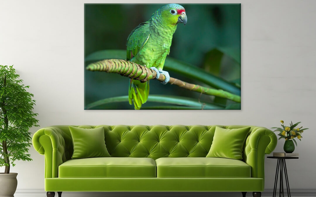 Red-Lored Amazon Parrot Costa Rica Wall Art Print 100% Australian Made
