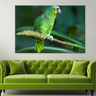 Red-Lored Amazon Parrot Costa Rica Wall Art Print 100% Australian Made