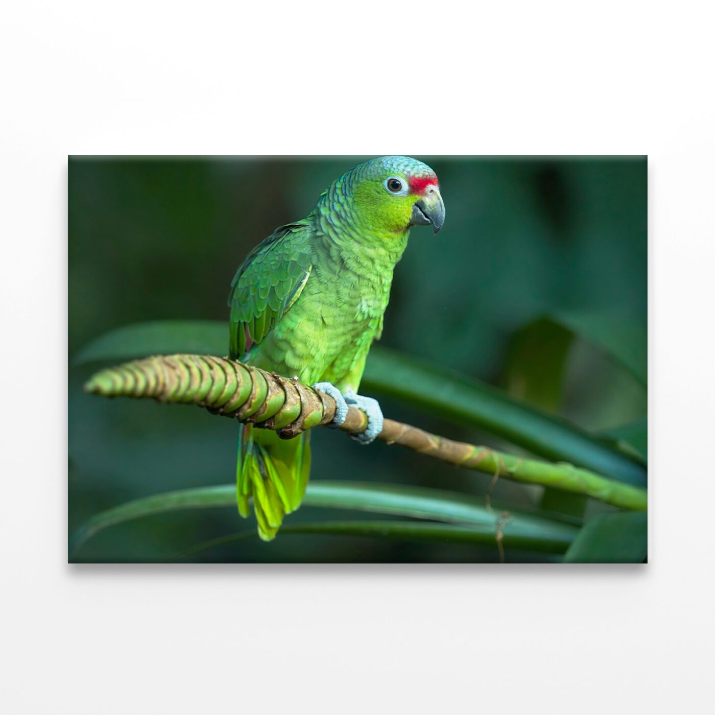 Red-Lored Amazon Parrot Costa Rica Wall Art Print 100% Australian Made - Image 2
