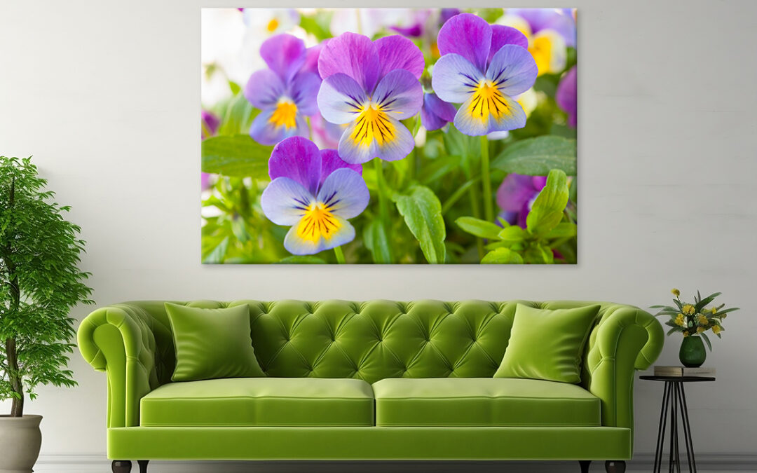 Beautiful pansy flowers in garden Wall Art Print 100% Australian Made