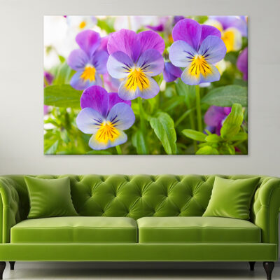 Beautiful pansy flowers in garden Wall Art Print 100% Australian Made