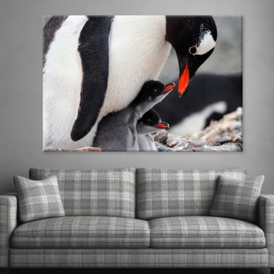 Caring Gentoo Penguin two chicks Wall Art Print 100% Australian Made