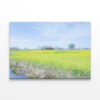 Field  Canola Flowers Fukushima Lagoon Wall Art Print 100% Australian Made - Image 2