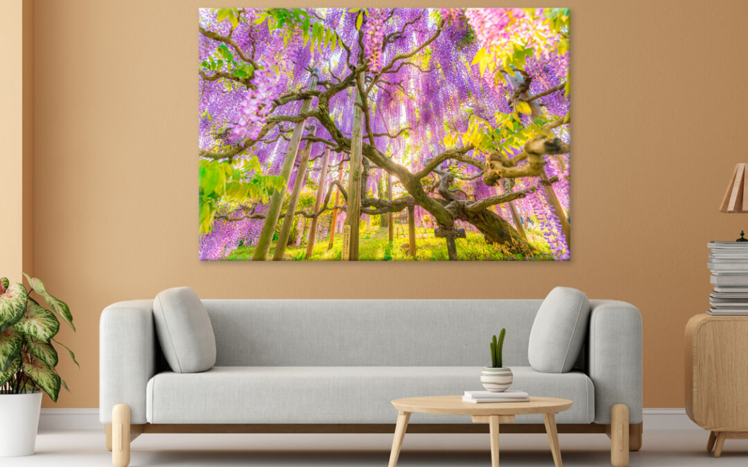 Wisteria At Ashikaga Flower Park Wall Art Print 100% Australian Made