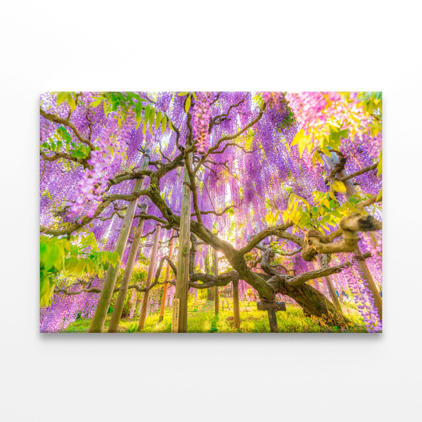 Wisteria At Ashikaga Flower Park Wall Art Print 100% Australian Made - Image 3