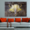 Sea Eagle Portrait Wall Art Print 100% Australian Made - Image 2