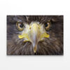 Sea Eagle Portrait Wall Art Print 100% Australian Made - Image 3