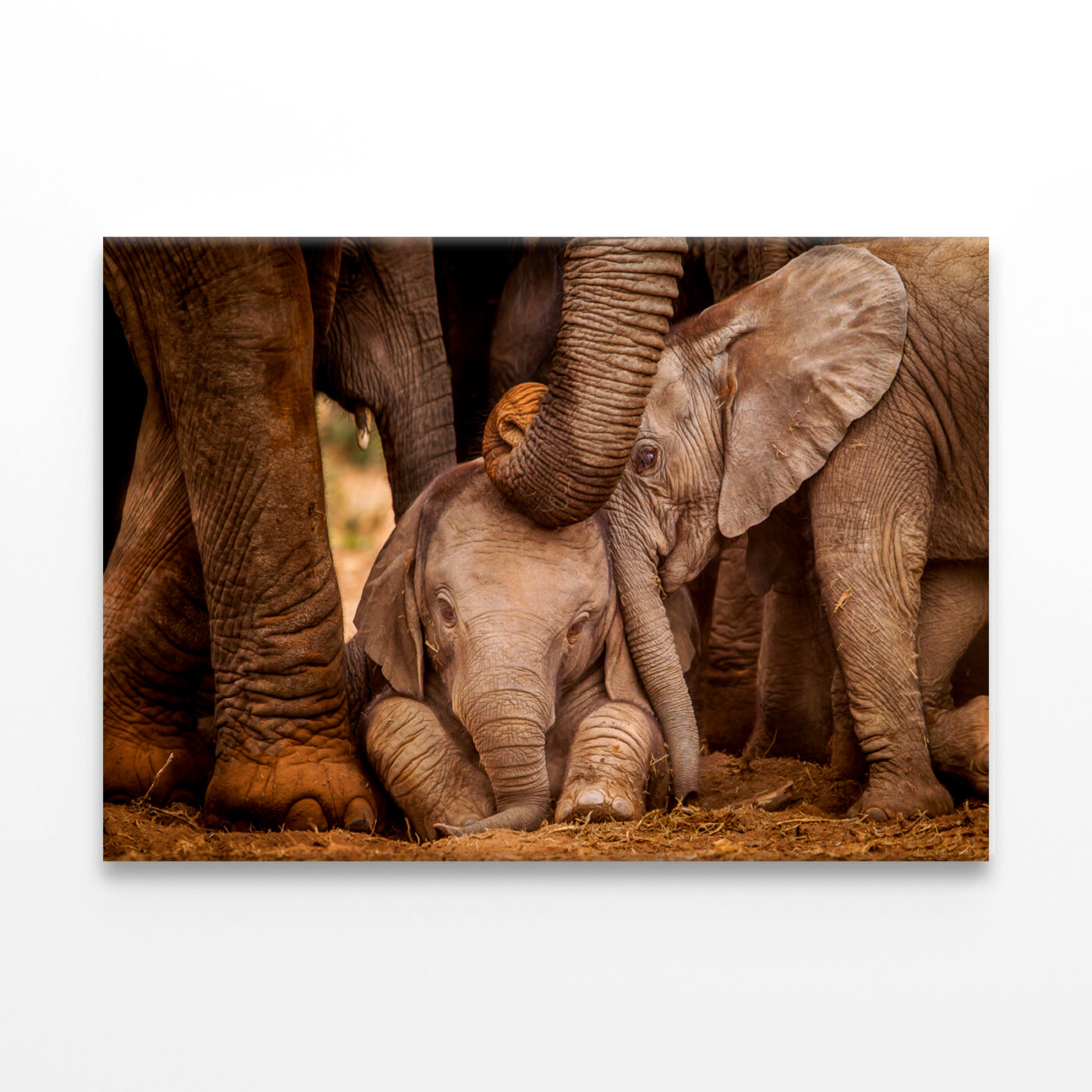 Baby Elephants with Caring Adult Wall Art Print 100% Australian Made - Image 3