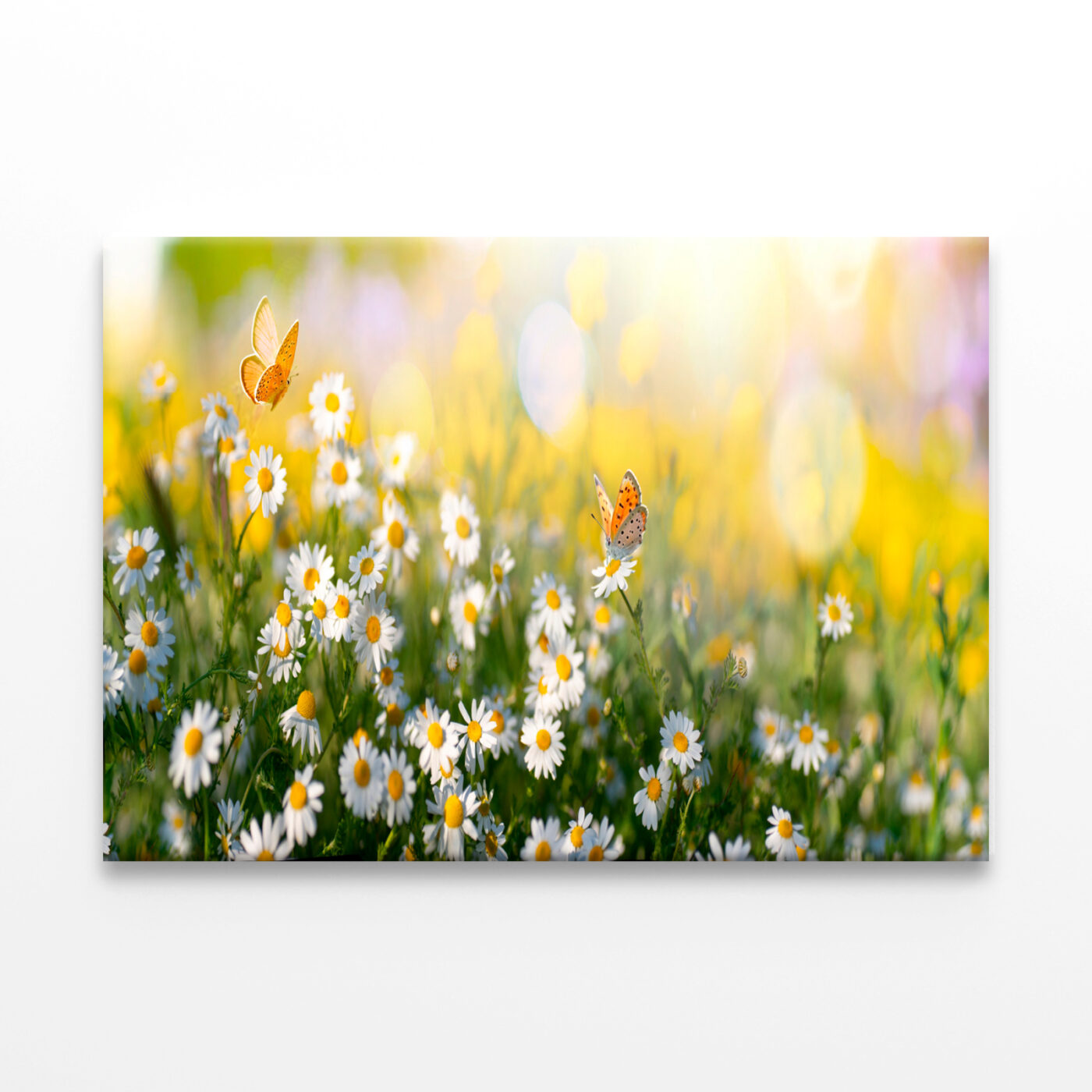 Flowers And Butterflies Close-Up Wall Art Print 100% Australian Made - Image 2