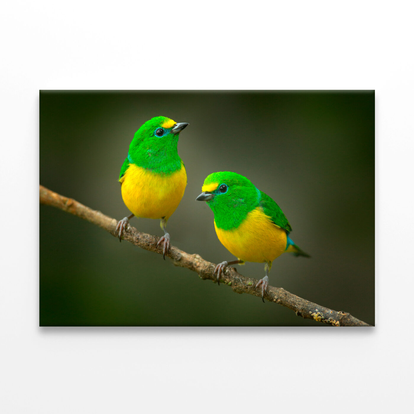 Blue-Naped Tanagers on Branch Wall Art Print 100% Australian Made - Image 3