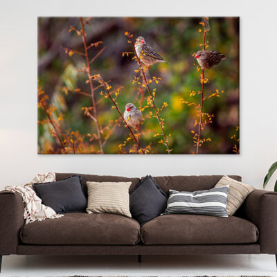Red-billed Queleas in Kruger Park Wall Art Print 100% Australian Made