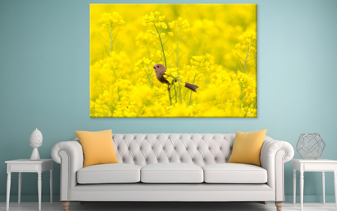 Spring scenery of Nakdonggang River canola fields in Korea Wall Art Print 100% Australian Made