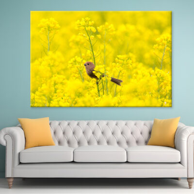 Spring scenery of Nakdonggang River canola fields in Korea Wall Art Print 100% Australian Made