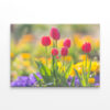 Northern Lights over Snowy Mountains . Spring scenery of fields along Korea's Nakdong River with tulips bloomingWall Art Print 100% Australian Made - Image 2