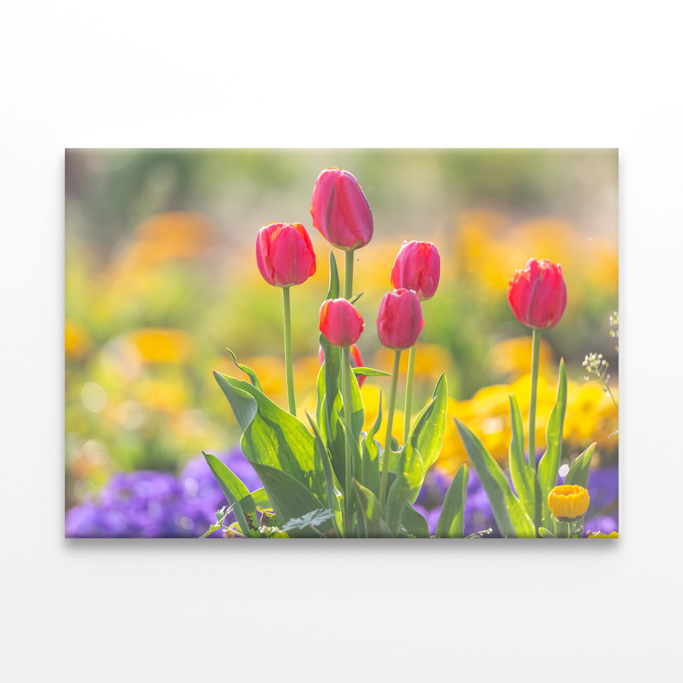 Northern Lights over Snowy Mountains . Spring scenery of fields along Korea's Nakdong River with tulips bloomingWall Art Print 100% Australian Made - Image 2
