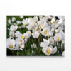 Beautiful White Spring Flowers Wall Art Print 100% Australian Made - Image 2