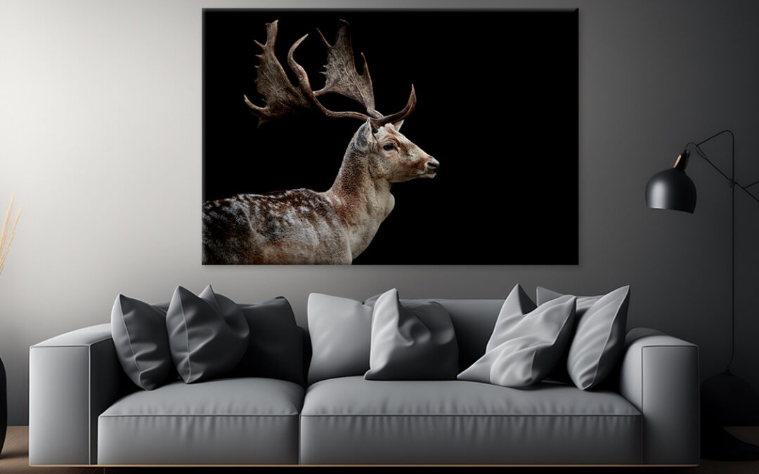 Male Fallow Deer on Black Background Wall Art Print 100% Australian Made