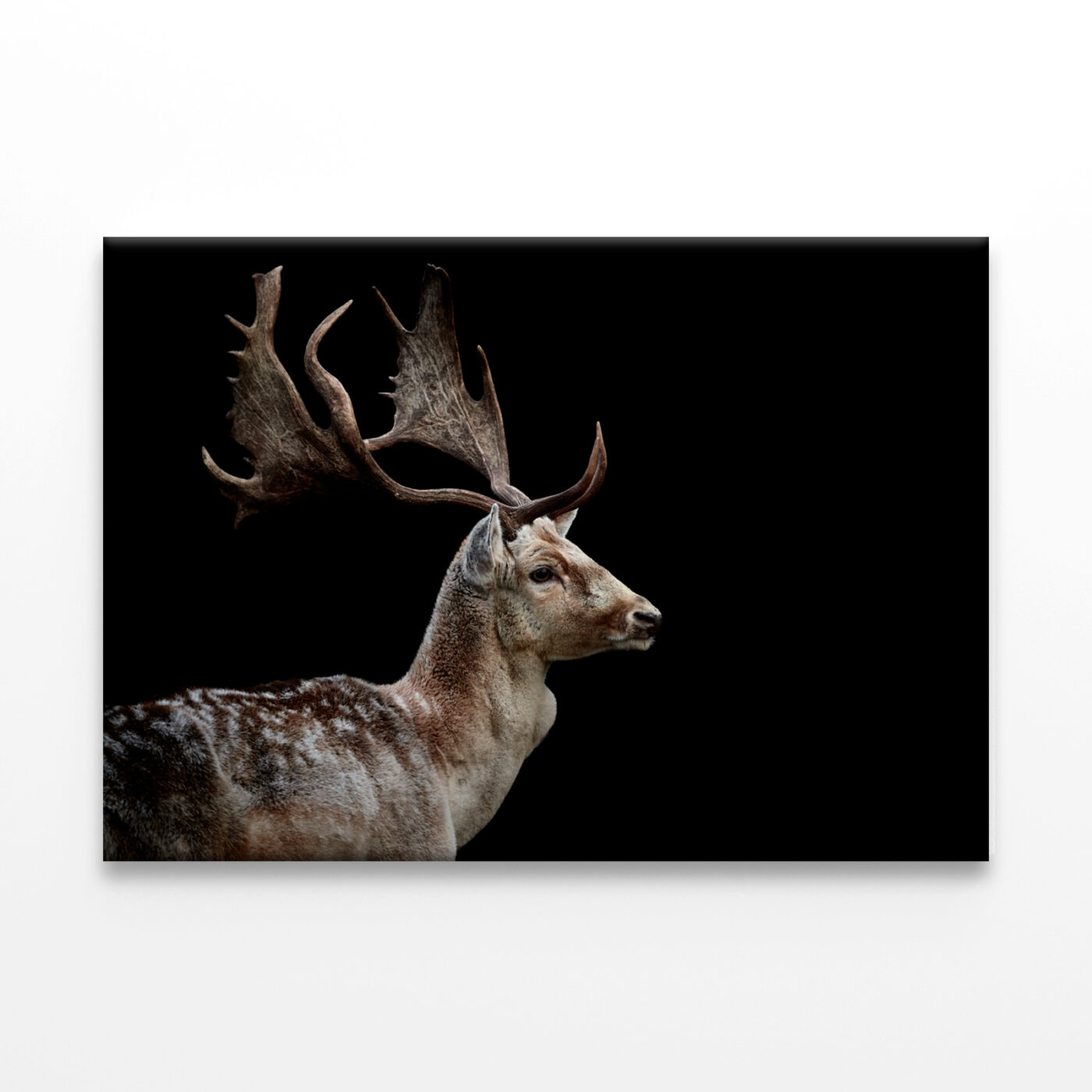 Male Fallow Deer on Black Background Wall Art Print 100% Australian Made - Image 3