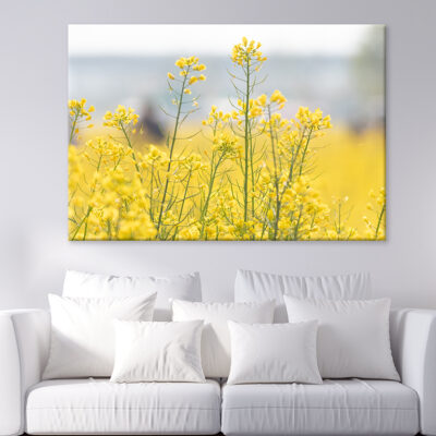 Spring scenery of Nakdonggang River canola fields in Korea Wall Art Print 100% Australian Made