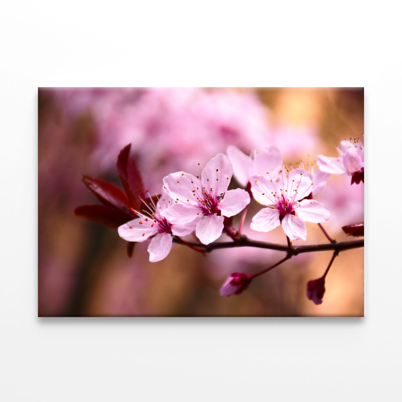 Peach Tree Branch With Blossoms Wall Art Print 100% Australian Made - Image 2