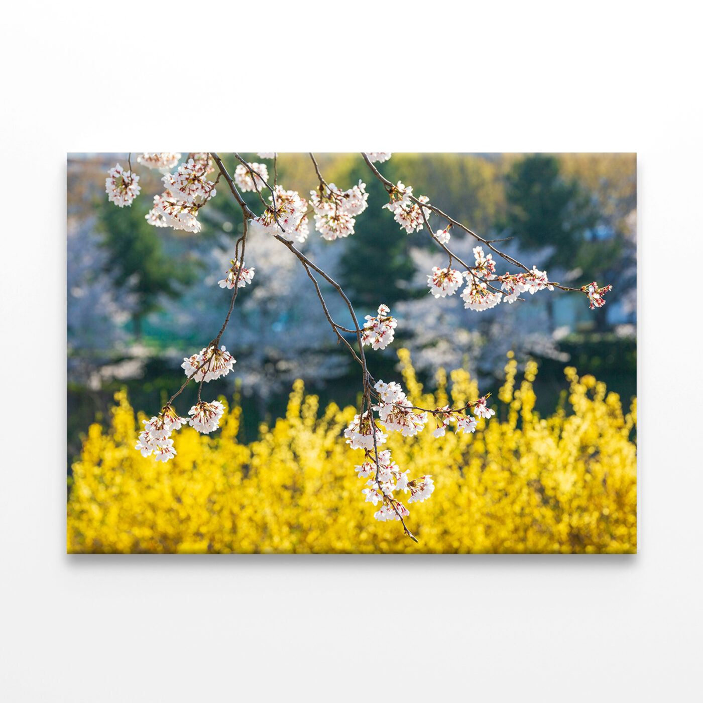 Spring Forsythia Flowers Blooming Wall Art Print 100% Australian Made - Image 2