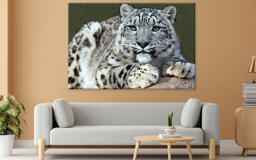 Snow leopard’s portrait Wall Art Print 100% Australian Made