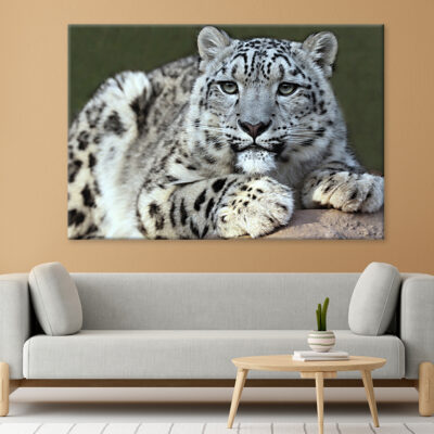 Snow leopard's portrait Wall Art Print 100% Australian Made