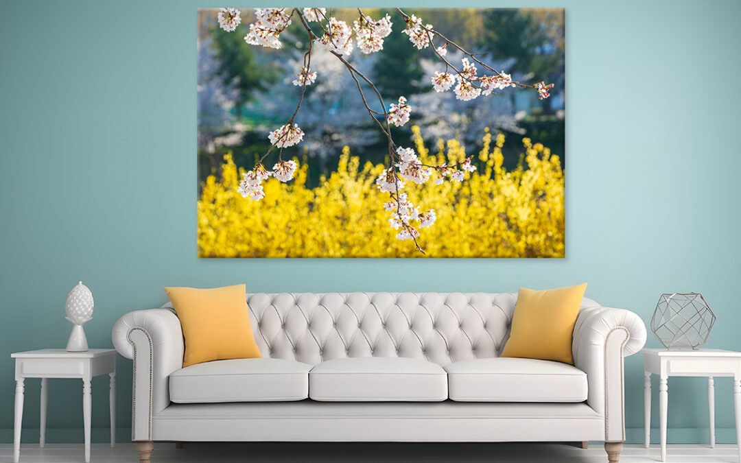 Spring Forsythia Flowers Blooming Wall Art Print 100% Australian Made