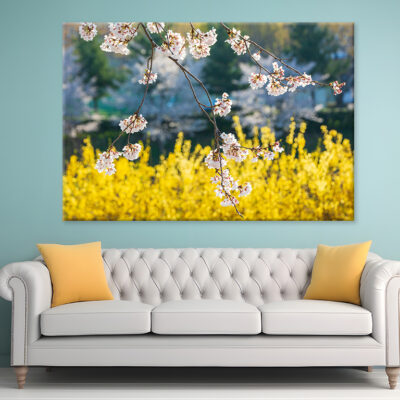 Spring Forsythia Flowers Blooming Wall Art Print 100% Australian Made
