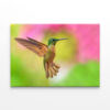 Fawn breasted Brilliant Hummingbird in Flight Wall Art Print 100% Australian Made - Image 2