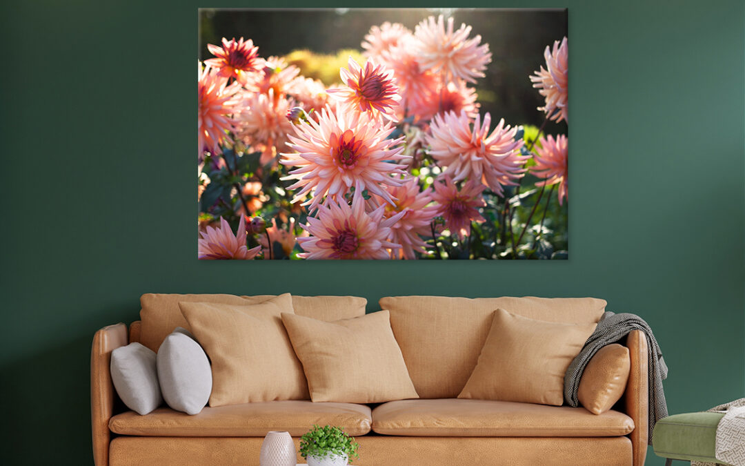 Blooming Dahlia Flowers in Garden Wall Art Print 100% Australian Made